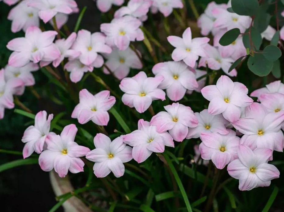 昂热进攻多点开花,客场完胜逃离降级区  昂热进攻多点开花,客场完胜逃离降级区